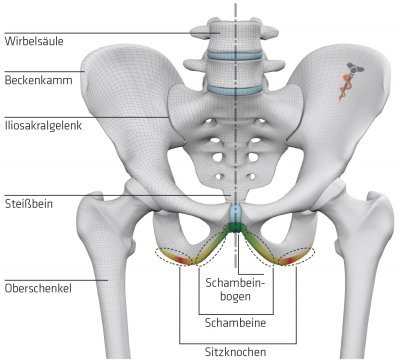 Becken_mit_Schambeinbogen