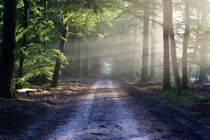 Mountainbiking bald ohne Komoot und Co.? Neuer Entwurf des Bundeswaldgesetzes sorgt für Unruhe